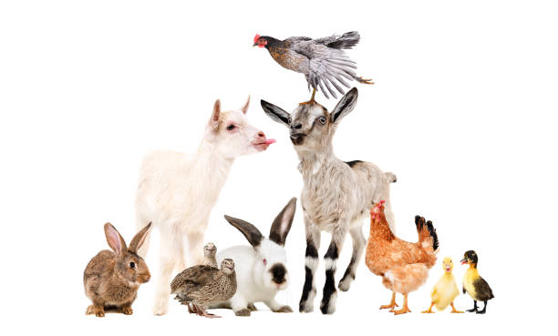 istock Funny goats and other farm animals isolated on white background 1217094589