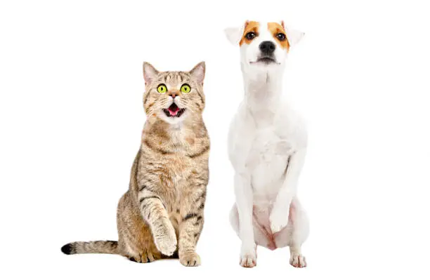 Photo of Funny cute cat Stottish Straight and dog Parson Russell Terrier sitting together with raised paws, isolated on white background