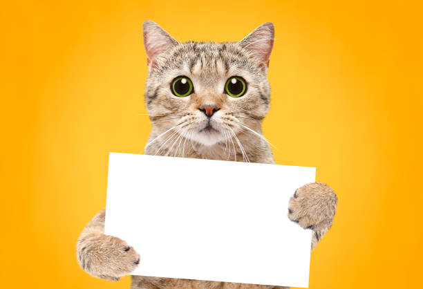 Portrait of a cat Scottish Straight with a banner in paws on a orange background stock photo