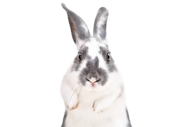 Photo of Portrait of a funny cute rabbit, closeup, isolated on a white background