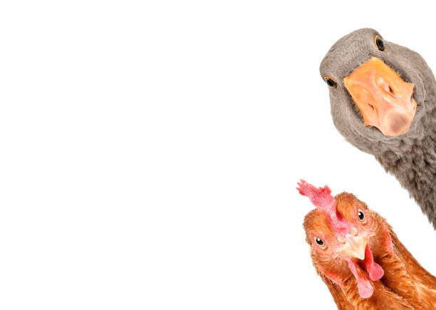 ritratto di un'oca divertente e pollo che sbircia isolato su uno sfondo bianco - poultry animal curiosity chicken foto e immagini stock