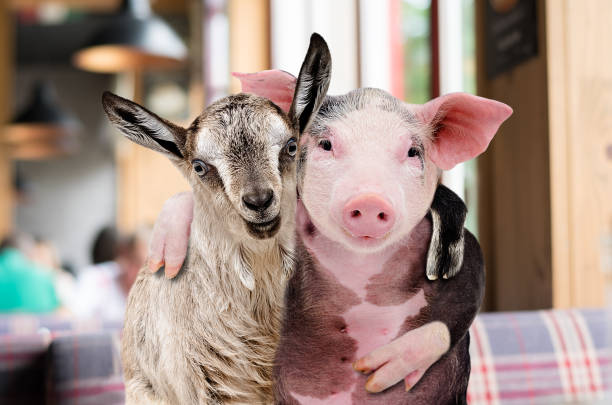 istock Pig and goat hugging while sitting in a cafe 1217094745