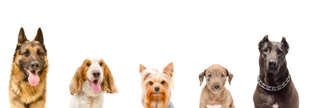 istock Portrait of five dogs together 1217094752