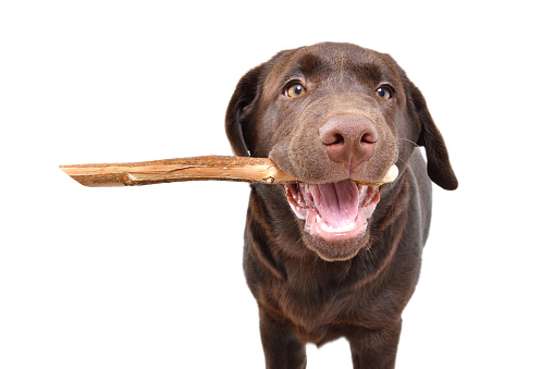 Portrait of a cute Labrador puppy with a stick in his teeth isolated on white background