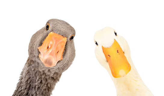 Portrait Of A Funny Goose And Duck Closeup Isolated On A White Background  Stock Photo - Download Image Now - iStock