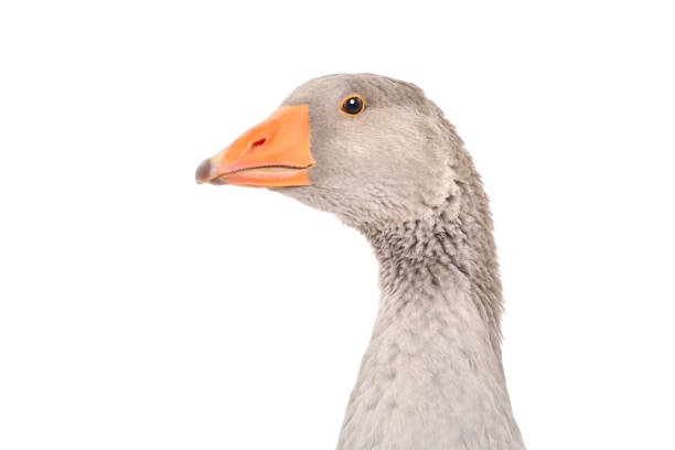 istock Portrait of a goose, side view, isolated on white background 1217094780