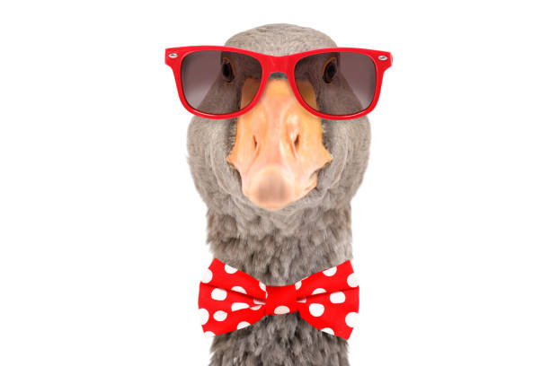 portrait of a funny goose with  red glasses and a bow tie isolated on white background - poultry animal curiosity chicken imagens e fotografias de stock