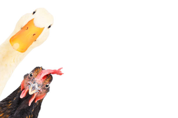 ritratto di un'anatra divertente e pollo che si guarda isolato su uno sfondo bianco - poultry animal curiosity chicken foto e immagini stock