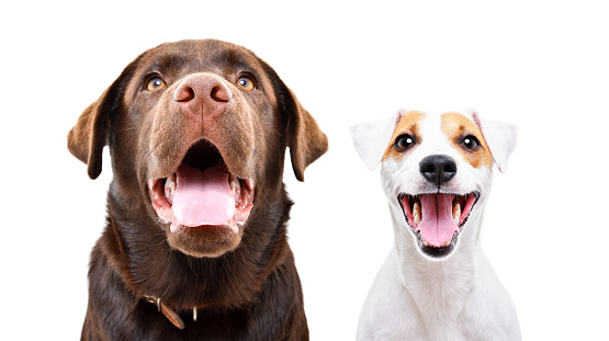 Portrait of a young Labrador and funny Jack Russell Terrier, closeup, isolated on a white background