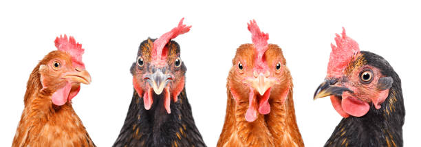 portrait of four hens, closeup, isolated on a white background - livestock beautiful image beak imagens e fotografias de stock