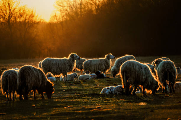 sheep in sunset light stock photo