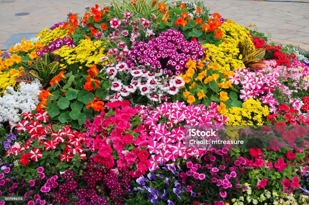 Image of flowering plant bed full of multicoloured blooming petunias, nasturtiums and geraniums growing in summer garden patio Stock photo showing a summer garden paved patio with a mounded flower bed containing multicoloured blooming petunias, nasturtiums and geraniums. Petunia Stock Photo