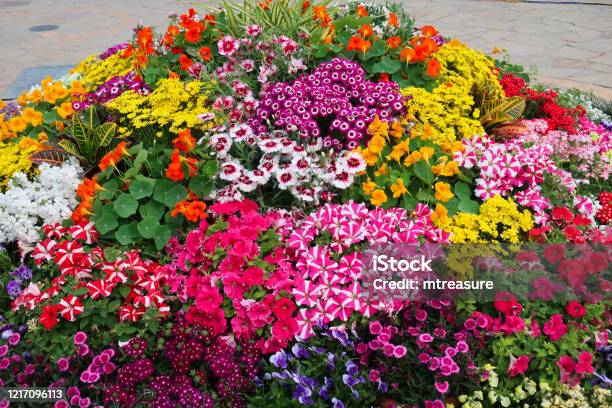 Image Of Flowering Plant Bed Full Of Multicoloured Blooming Petunias Nasturtiums And Geraniums Growing In Summer Garden Patio Stock Photo - Download Image Now