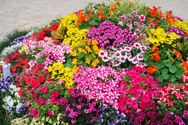 Image of flowering plant bed full of multicoloured blooming petunias, nasturtiums and geraniums growing in summer garden patio Stock photo showing a summer garden paved patio with a mounded flower bed containing multicoloured blooming petunias, nasturtiums and geraniums. tropaeolum majus garden nasturtium indian cress or monks cress stock pictures, royalty-free photos & images