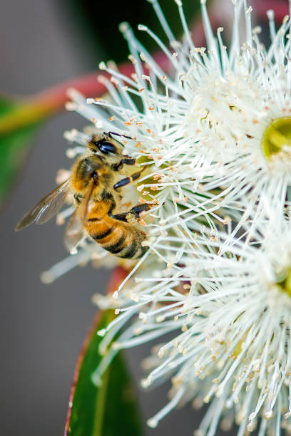 istock Bee on a flowering gum 1217096378