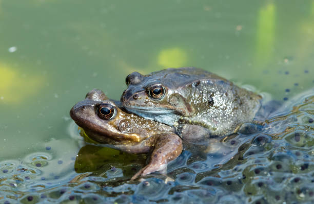 Frogs, two common garden frogs mating in a pond and surrounded by frogspawn.  Facing left.  Concept: First signs of Spring. Frogs.  Two common garden frogs (Scientific name: Rana Temporaria) mating in a garden pond, surrounded by frogspawn.  First signs of Spring. Facing left.  Blurred background.  Horizontal. coupling stock pictures, royalty-free photos & images