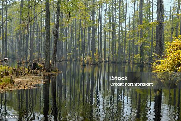 Ciénaga De Cipreses Foto de stock y más banco de imágenes de Carolina del Sur - Carolina del Sur, Estero - Zona húmeda, Agua