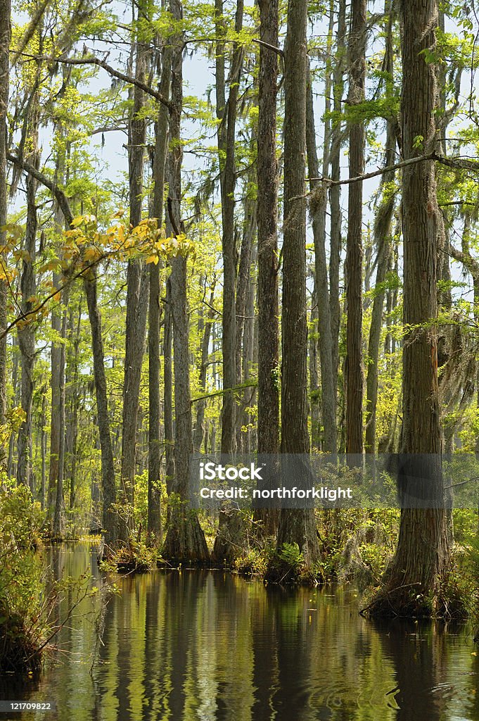Pântano de Cypress - Royalty-free Barba-de-velho Foto de stock