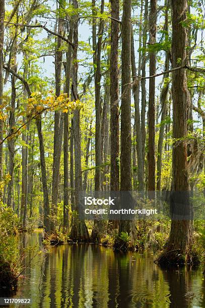 Pântano De Cypress - Fotografias de stock e mais imagens de Barba-de-velho - Barba-de-velho, Carolina do Sul, Charleston - Carolina do Sul