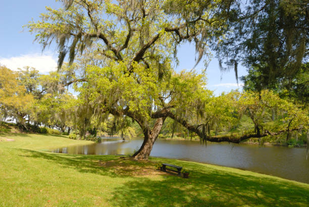 istock Oak tree on southern plantation 121709859