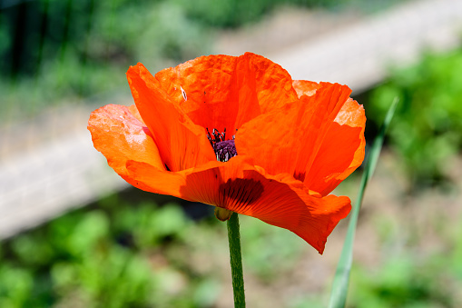 Close up of one red orange poppy - plant flower in a British cottage style garden in a sunny summer day, beautiful outdoor floral background photographed with soft focus