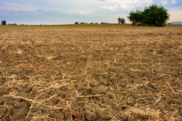 istock Empty plowed field after the harvest 1217100575