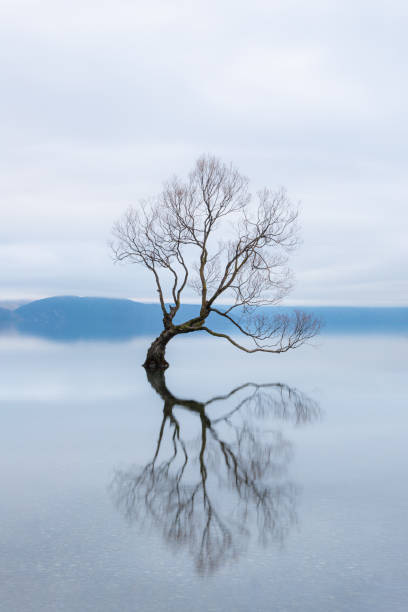 The Wanaka Tree, the most famous willow tree in Lake Wanaka New Zealand The Wanaka Tree, the most famous willow tree in Lake Wanaka New Zealand NZ sunrise timelapse stock pictures, royalty-free photos & images