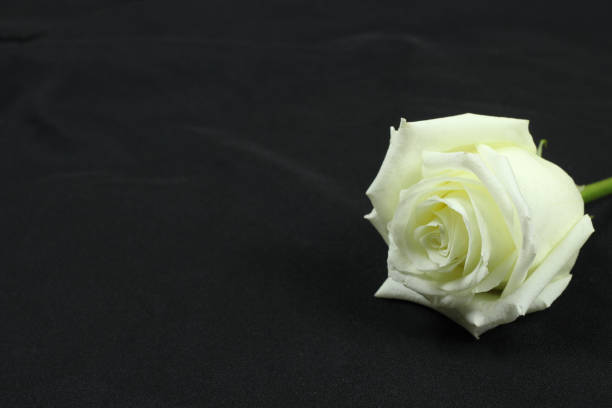 istock Beautiful single white rose on black background 1217102593