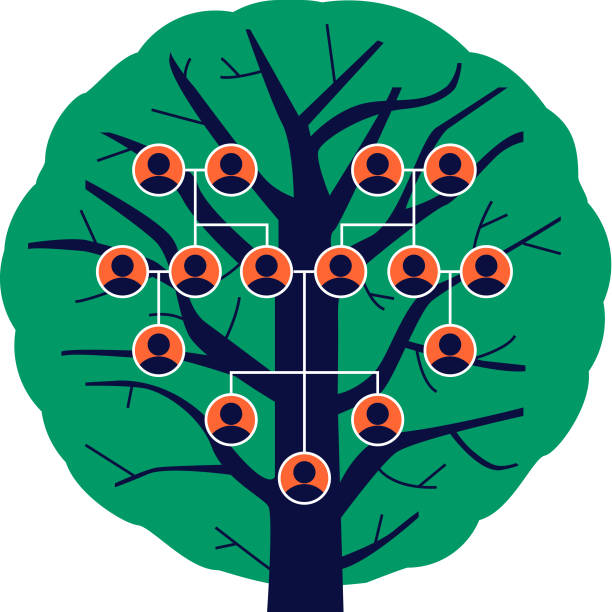 illustrazioni stock, clip art, cartoni animati e icone di tendenza di albero genealogico della tua famiglia. - origins oak tree growth plant