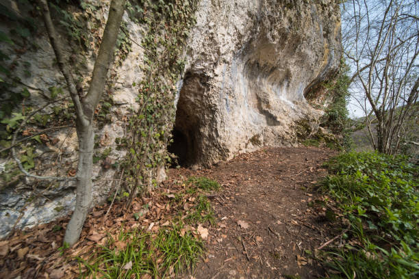 пещера - cave bear стоковые фото и изображения