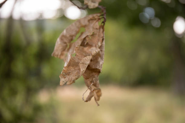 A dead leaf on a tree hanging in front of a green and yellow summer bokeh background