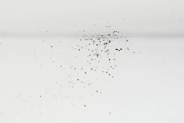 istock wall with different sorts of mold close-up shot Texture background 1217104232
