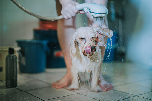 an asian chinese mid adult woman cleaning her pet toy poodle at home