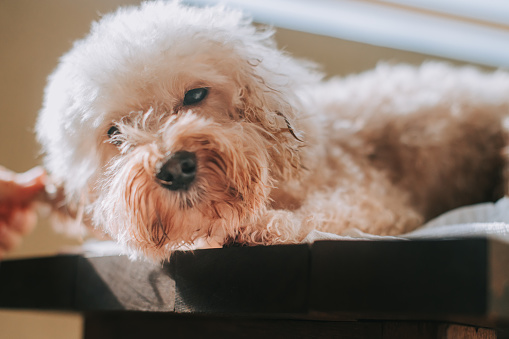 an Asian chinese female grooming and blow drying a brown color toy poodle dog at her balcony home during lock down restricted movement order