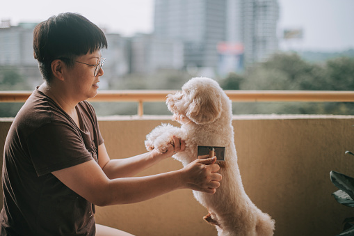 an asian chinese mid adult woman pet owner brushing her toy poodle pet puppy dog at balcony during sunset after washing and cleaning take bath for her dog
