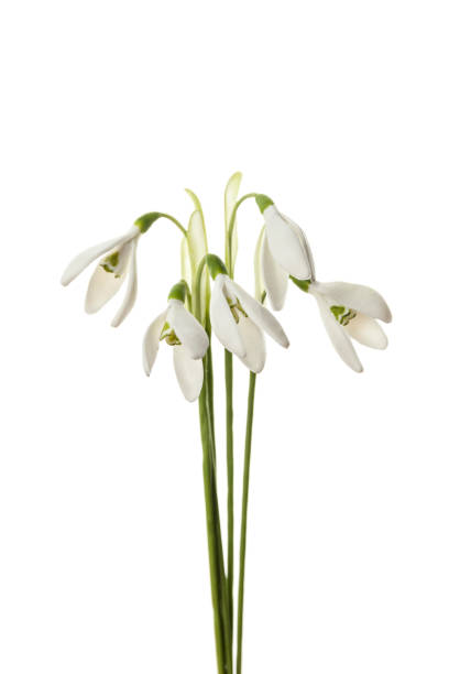 istock Spring tender snowdrops isolated on white background. Delicate art for congratulations on birthday or wedding 1217105034