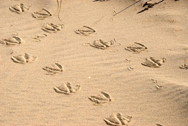 faixas de ganso - bird footprint imagens e fotografias de stock