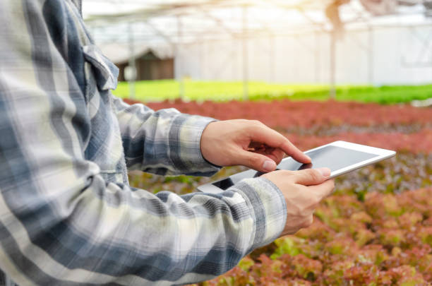 istock agronomist or farmer using tablet for research and studying development of  fresh green and red lettuce, organic hydroponic vegetable in greenhouse nursery farm, agriculture, smart farming concept 1217106039
