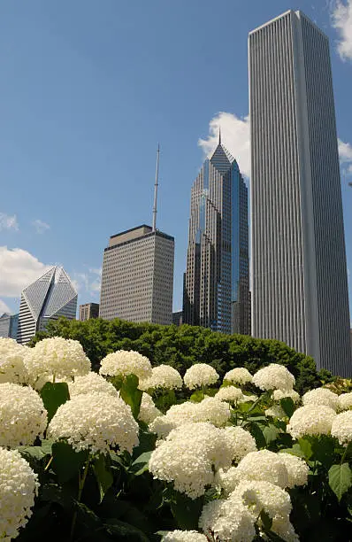 Photo of Flower relief amid Chicago skyscrapers