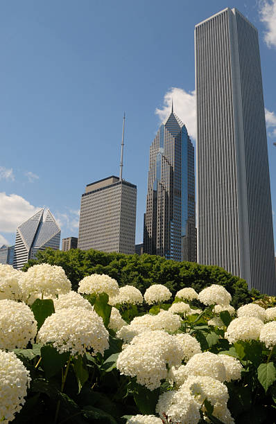 flower relief amid chicago skyscrapers - grant park stok fotoğraflar ve resimler
