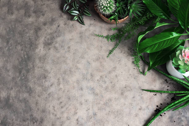 istock Home gardening or urban jungle 1217108208