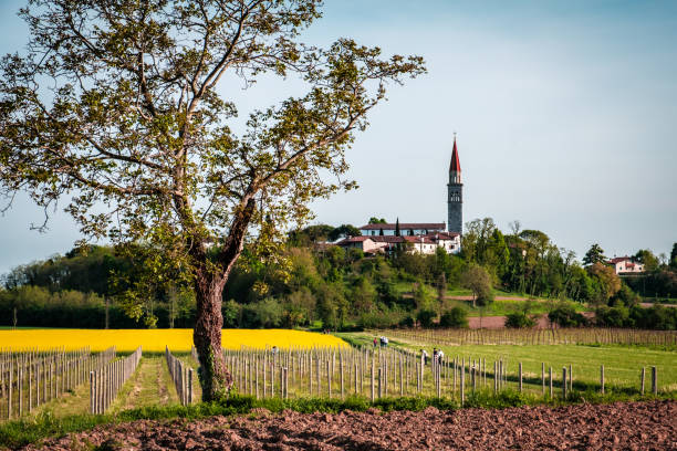 istock Colza fields and vineyards in the Italian countryside 1217108406