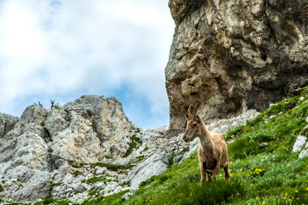 Steinbocks on the Mount Montasio in the Julian alps, in a summer day