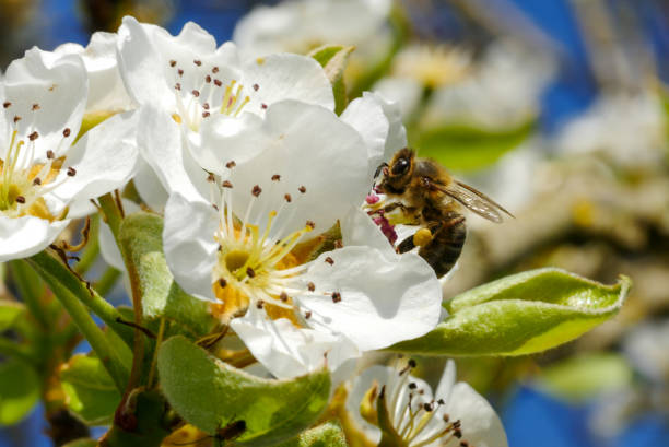 istock pears blossoms with a butine bee. 1217109016