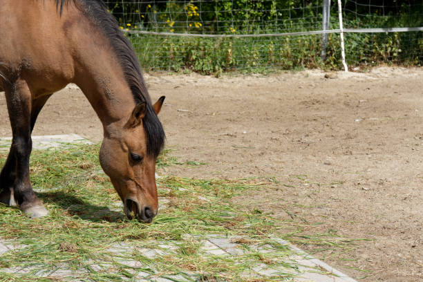Brown horse grazing in a pasture or paddock in side view with a mouthful of grass