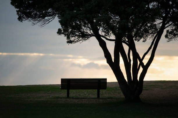istock Empty bench seats in the park with big silhouette Pohutukawa tree by its side 1217109119