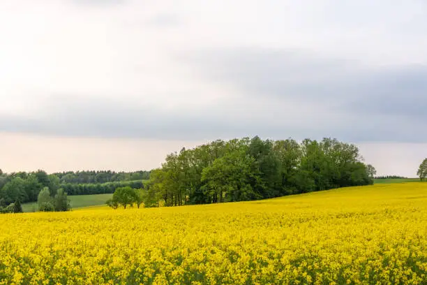 a rapeseed field in idyllic nature in the summer