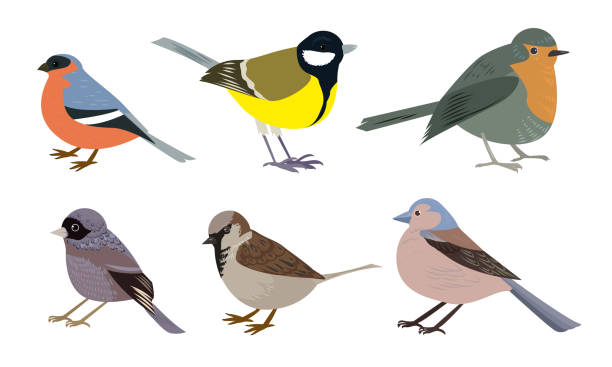 istock Set of Different types of small city birds vector illustration 1217109129