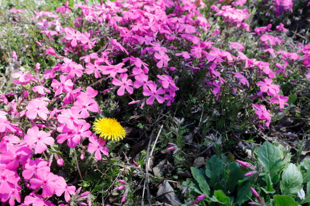 istock pink flower and dandelions 1217109190