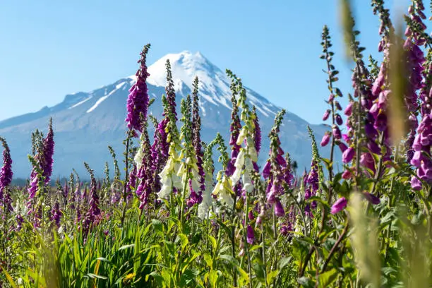 Photo of Mount Taranaki New Zealand